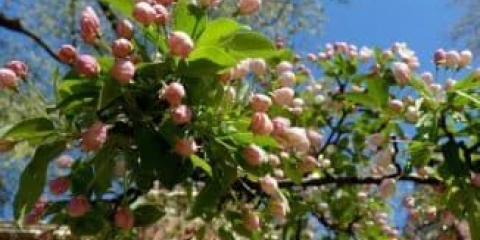 Zašto je važno znati period rasta stabla jabuke?